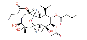 Klysimplexin W